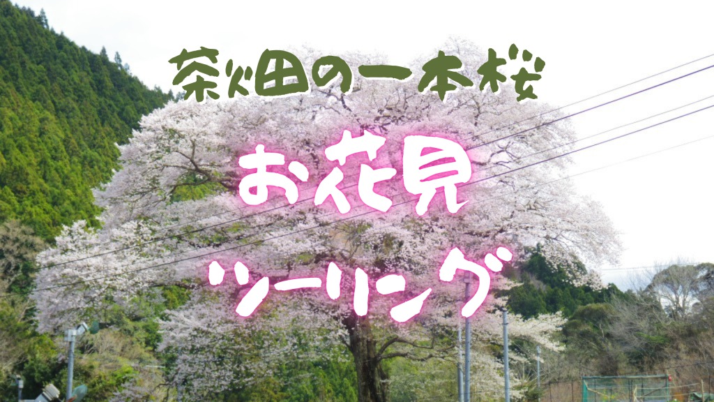 静岡県の一本桜『牛代の水目桜』へ、お花見ツーリング