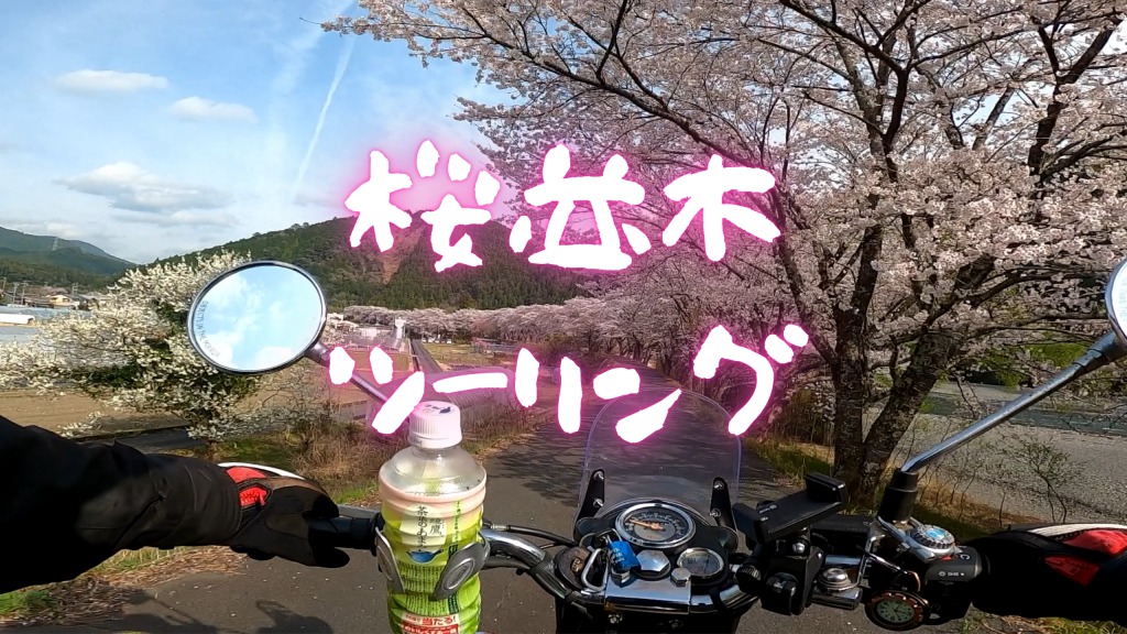 静岡県西部でお花見ツーリング再び！桜をバックに『ブリット 500 EFI』を撮影