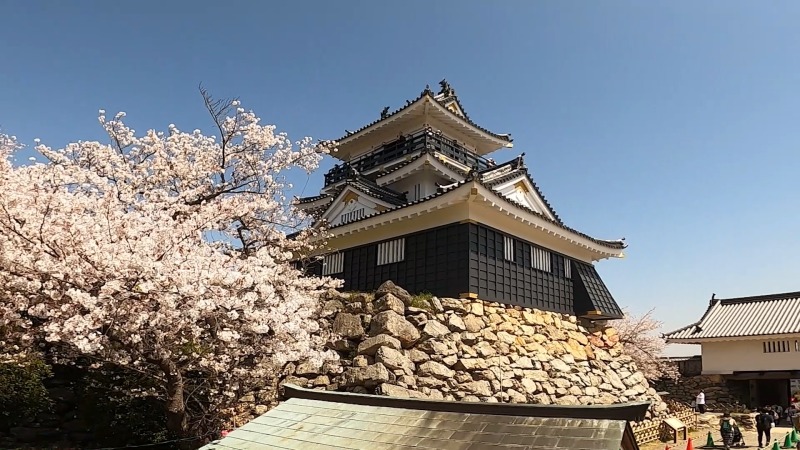 浜松城天守閣と桜