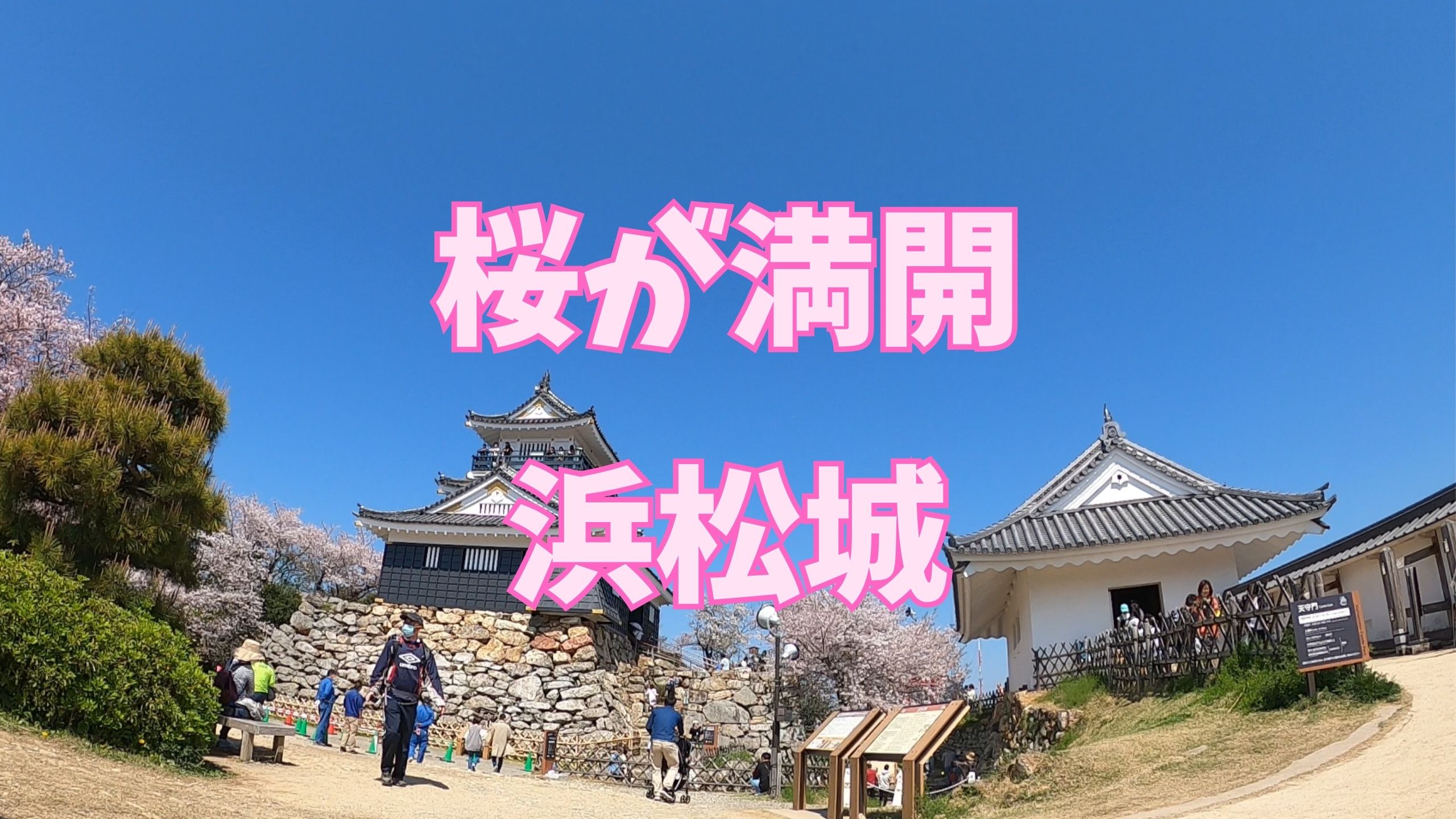 春の絶景を求めて！桜満開の浜松城から秋葉ダムまでのツーリング記